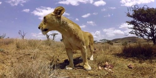 Virry VR Safari